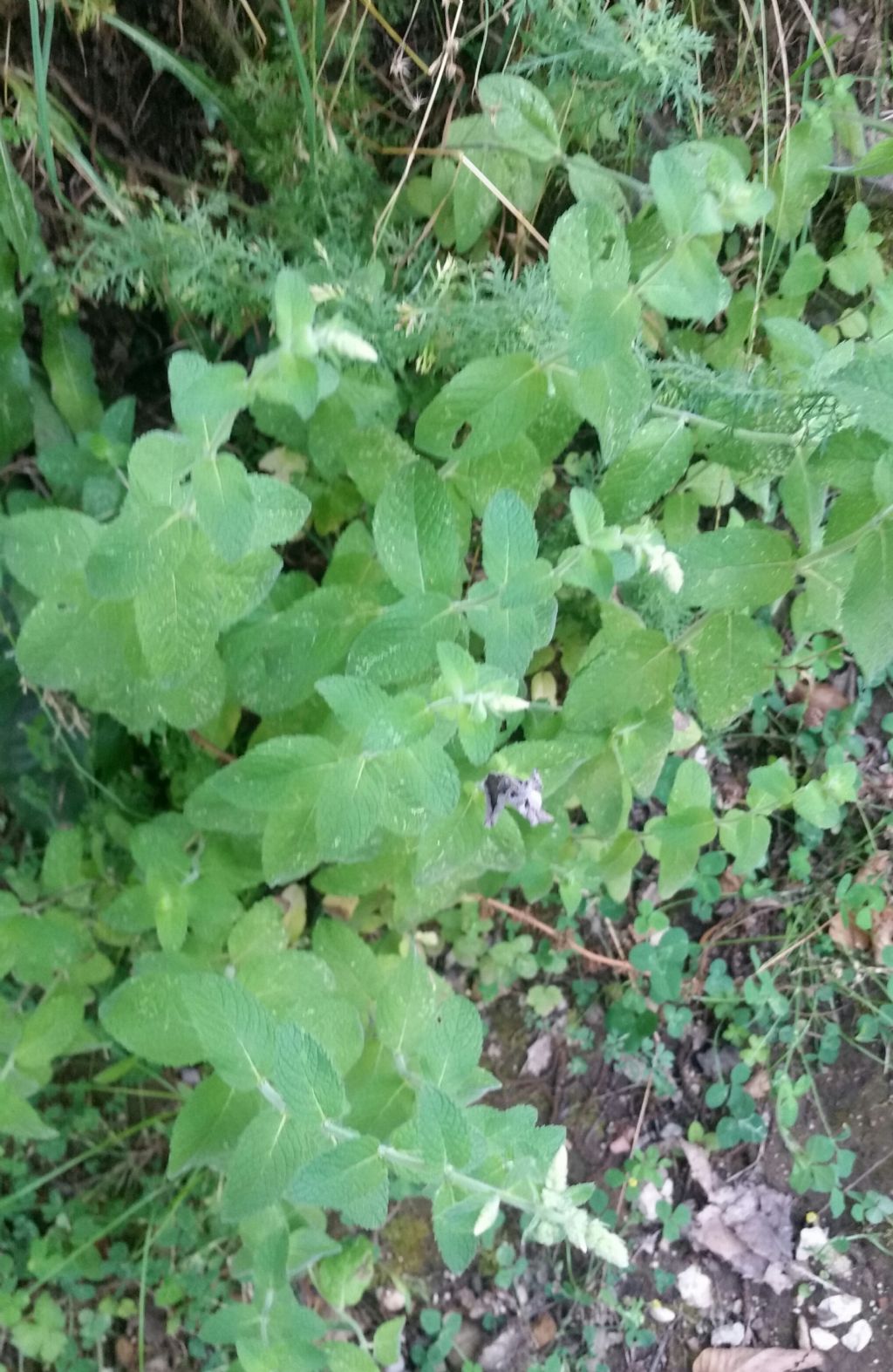 Menta a foglia rotonda?